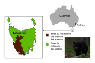  Diversité génétique chez le diable de Tasmanie et vulnérabilité aux maladies - illustration 1