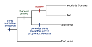  Construction d'un arbre phylogénétique - illustration 1