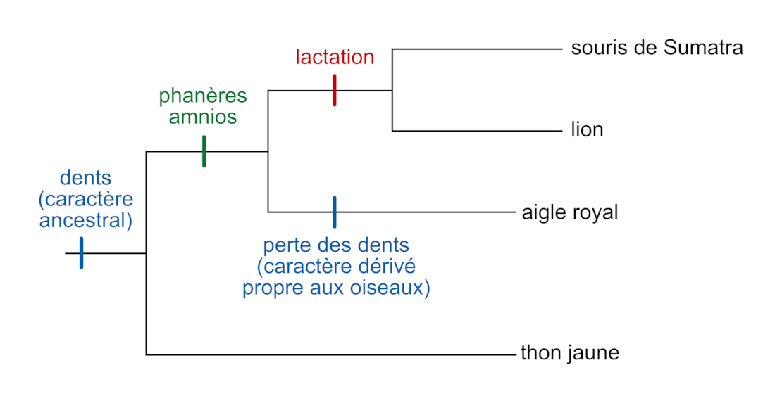 Construction d un arbre phylog n tique Assistance scolaire