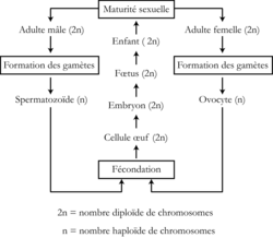 Les etapes de la meiose pdf to excel