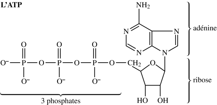 Résultat de recherche d'images pour "respiration cellulaire équation bilan"